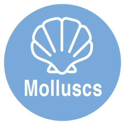 Molluscs